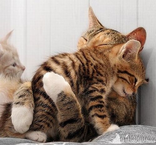 cute-cat-hug.jpg